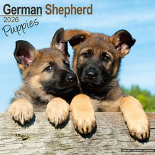 German Shepherd Puppies 2026