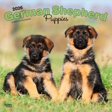 German Shepherd Puppies