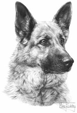 German Shepherd: Super Quality