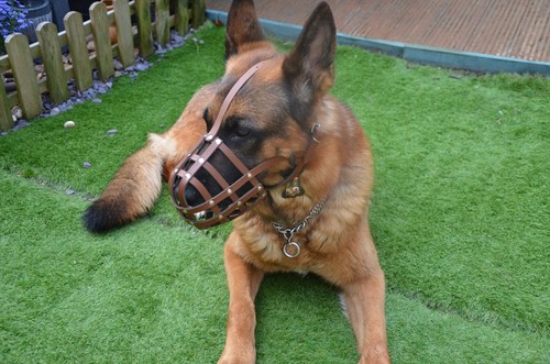 New light leather - light, dog
