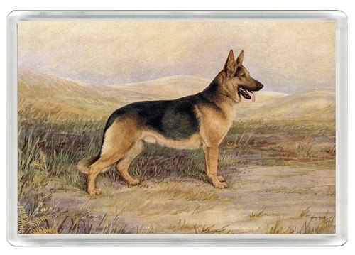 German shepherd dog - dog, fridge