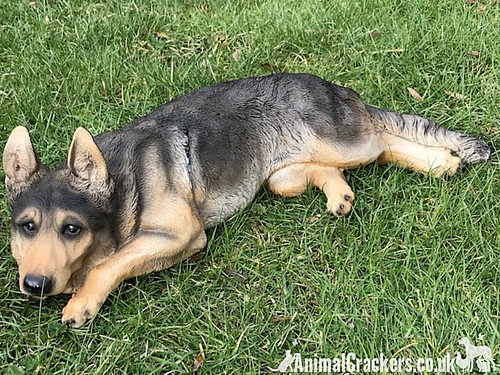 Large laying german shepherd - large,