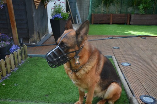 Leather dog muzzle german - leather, |